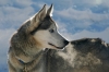 S05-sleddog-064.jpg