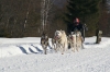 S16-sleddog-292.jpg