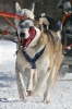 S19-sleddog-323.jpg