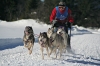 S28-sleddog-413.jpg