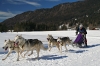 S36-sleddog-488.jpg