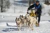 S38-sleddog-516.jpg