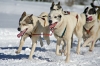 S39-sleddog-520.jpg