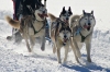 S41-sleddog-556.jpg