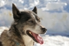 S48-sleddog-644.jpg