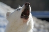 S49-sleddog-651.jpg