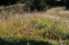 Filename=K21-Komna-195.jpg
Filesize=215KiB
Dimensions=800x533
Date added=Jul 22, 2007 K21-Komna-195.jpg