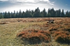 Filename=R03-Rogla-037.jpg
Filesize=227KiB
Dimensions=800x533
Date added=Sep 30, 2007 R03-Rogla-037.jpg