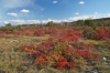 Filename=K03-Kras-009.jpg
Filesize=199KiB
Dimensions=800x533
Date added=Nov 11, 2007 K03-Kras-009.jpg
