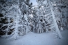 R03-81231-Rogla-009v.jpg
