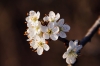 Filename=R20-2CerkJ-17.jpg
Filesize=95KiB
Dimensions=800x533
Date added=Apr 13, 2009 R20-2CerkJ-17.jpg
