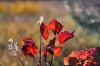Filename=A18-3Kras-169.jpg
Filesize=130KiB
Dimensions=800x533
Date added=Nov 19, 2009 A18-3Kras-169.jpg