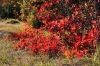 Filename=A20-3Kras-191.jpg
Filesize=255KiB
Dimensions=800x533
Date added=Nov 19, 2009 A20-3Kras-191.jpg