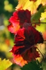 Filename=A22-3Kras-123.jpg
Filesize=120KiB
Dimensions=480x720
Date added=Nov 19, 2009 A22-3Kras-123.jpg
