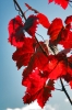 Filename=A24-3Kras-137.jpg
Filesize=147KiB
Dimensions=480x720
Date added=Nov 19, 2009 A24-3Kras-137.jpg