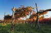 Filename=A25-3Kras-221.jpg
Filesize=217KiB
Dimensions=800x533
Date added=Nov 19, 2009 A25-3Kras-221.jpg