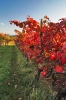 Filename=A26-3Kras-222.jpg
Filesize=184KiB
Dimensions=480x720
Date added=Nov 19, 2009 A26-3Kras-222.jpg