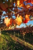 Filename=A28-3Kras-253.jpg
Filesize=215KiB
Dimensions=480x720
Date added=Nov 19, 2009 A28-3Kras-253.jpg