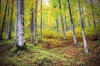 Filename=G17-Krma-111.jpg
Filesize=261KiB
Dimensions=800x533
Date added=Oct 14, 2009 G17-Krma-111.jpg